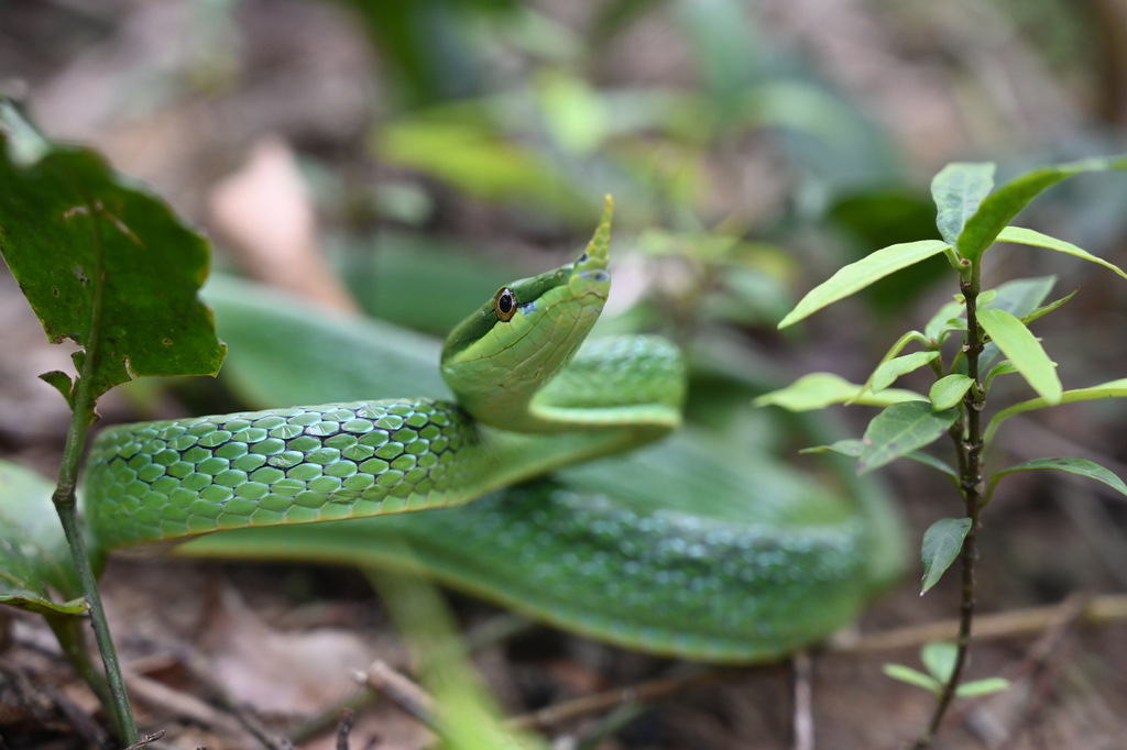 Hainan Rhinoceros Snake