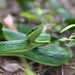 Hainan Rhinoceros Snake - Photo (c) xianchunqiu, some rights reserved (CC BY-NC)