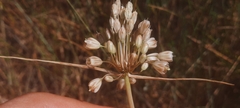 Allium longispathum