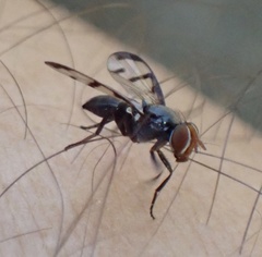 Herina nigrina