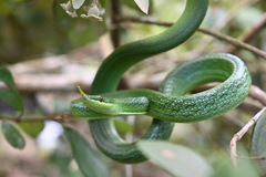 Hainan Rhinoceros Snake photo 5