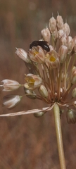 Allium longispathum