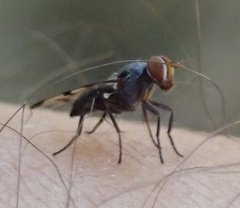 Herina nigrina