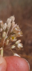 Allium longispathum