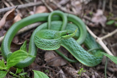 Hainan Rhinoceros Snake photo 4