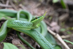 Hainan Rhinoceros Snake photo 3