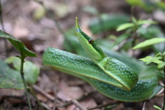 Hainan Rhinoceros Snake photo 2