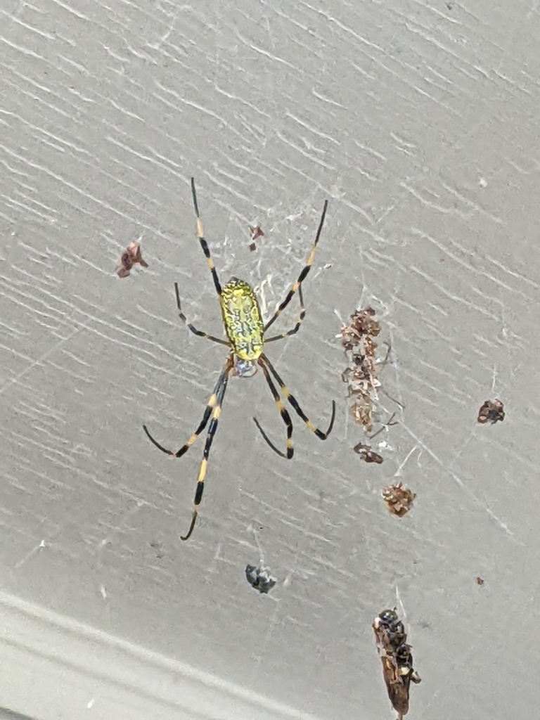 Joro Spider from Sagamore Hills, Decatur, GA, USA on July 17, 2022 at 1154 AM by Jon Becker