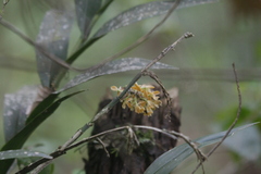 Epidendrum martinezii