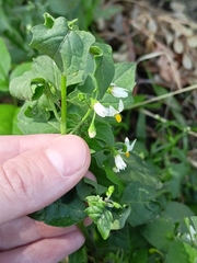 Solanum nigrum