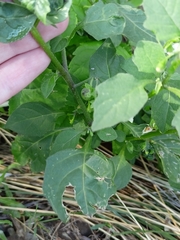 Solanum nigrum