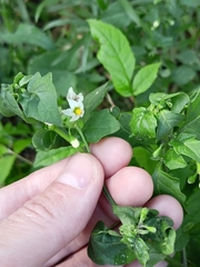 Solanum nigrum