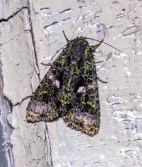 Noctuinae