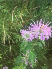 Anthophora terminalis