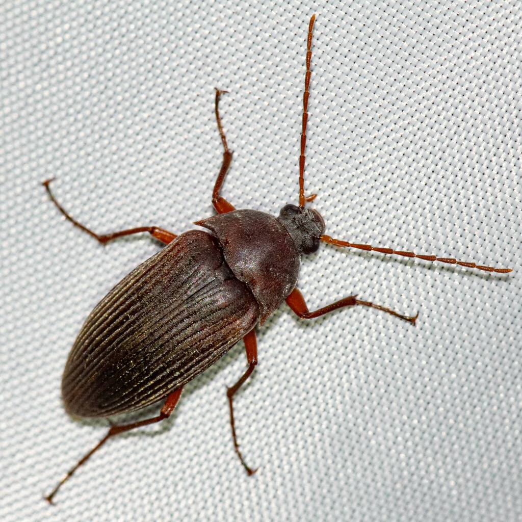 Androchirus