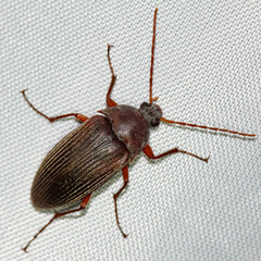 Androchirus erythropus