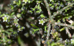 Thesium nigroperianthum