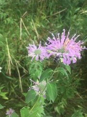 Anthophora terminalis