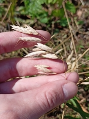Bromus squarrosus