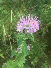 Anthophora terminalis