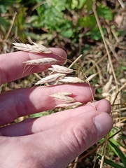 Bromus squarrosus