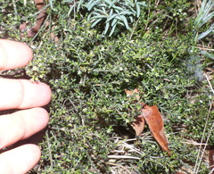 Thesium nigroperianthum