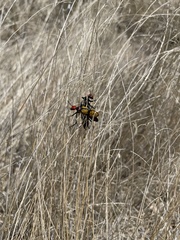 Tegrodera aloga