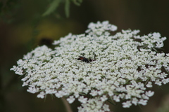 Arachnospila