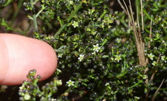 Thesium nigroperianthum