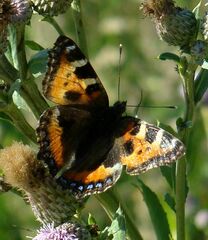 Aglais urticae
