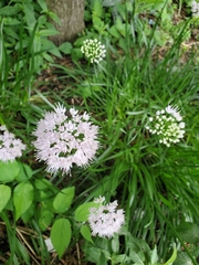 Allium