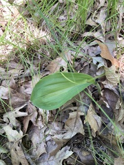 Cypripedium acaule