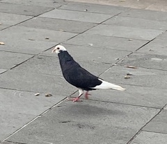 Columba livia domestica