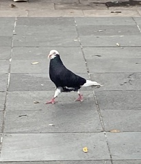 Columba livia domestica