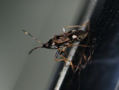 Panaorus csikii