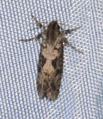 Acrolophus popeanella