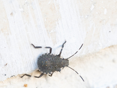 Halyomorpha halys