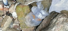 Rhizostoma pulmo