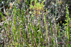 Baccharis genistelloides