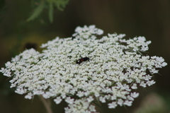 Arachnospila