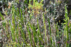 Baccharis genistelloides