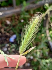 Hordeum