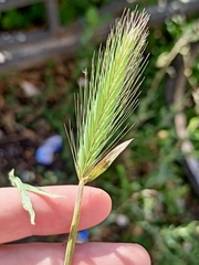 Hordeum