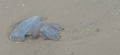 Rhizostoma pulmo
