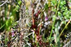 Epilobium denticulatum