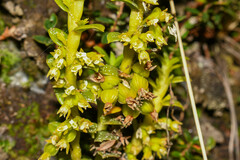 Fernandezia crystallina