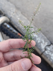 Lepidium ruderale