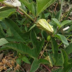 Passiflora karwinskii