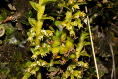 Fernandezia crystallina