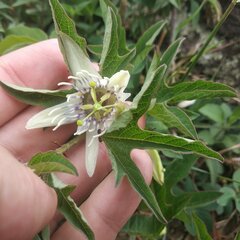 Passiflora karwinskii